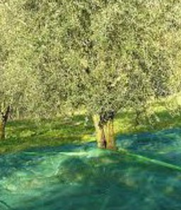 Récolte D’olive